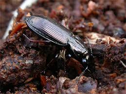 Attēlu rezultāti vaicājumam “Pterostichus oblongopunctatus”