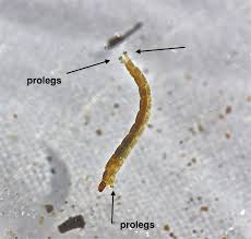 Attēlu rezultāti vaicājumam “Chironomidae larvae”