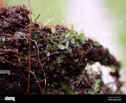 Attēlu rezultāti vaicājumam “Calypogeia suecica”