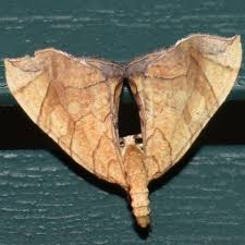 Attēlu rezultāti vaicājumam “Eulithis sp.”