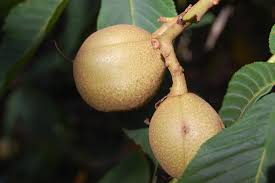 Attēlu rezultāti vaicājumam “Aesculus flava”