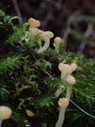 Attēlu rezultāti vaicājumam “Vibrissea decolorans”