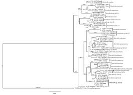 Attēlu rezultāti vaicājumam “Lamproderma puncticulatum stalked”