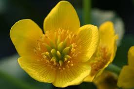 Attēlu rezultāti vaicājumam “Caltha palustris”