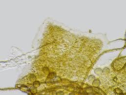 Attēlu rezultāti vaicājumam “Trichia flavicoma”