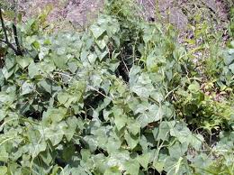 Attēlu rezultāti vaicājumam “Menispermum dauricum”