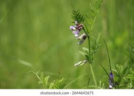 Attēlu rezultāti vaicājumam “Vicia sepium leaf”