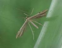 Attēlu rezultāti vaicājumam “Adaina microdactyla”