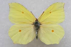 Attēlu rezultāti vaicājumam “Gonepteryx rhamni”