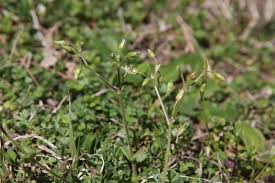 Attēlu rezultāti vaicājumam “Cerastium semidecandrum”