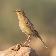 Image result for Anthus campestris