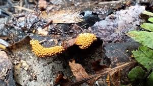 Attēlu rezultāti vaicājumam “Oligonema affine spores”