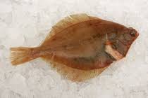 Image result for Limanda limanda