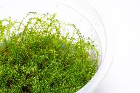 Attēlu rezultāti vaicājumam “Plagiomnium affine”