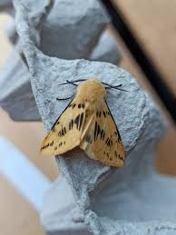 Attēlu rezultāti vaicājumam “Spilosoma lutea imago”