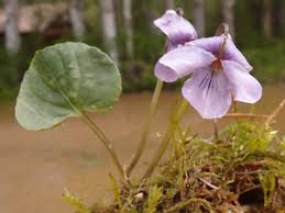 Attēlu rezultāti vaicājumam “Viola epipsila flower”