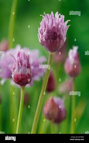 Attēlu rezultāti vaicājumam “Allium schoenoprasum bud”