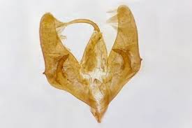 Attēlu rezultāti vaicājumam “Phytometra viridaria”