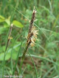 Attēlu rezultāti vaicājumam “Carex hirta female flower”