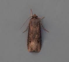 Attēlu rezultāti vaicājumam “Orthosia gracilis”