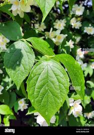 Attēlu rezultāti vaicājumam “Philadelphus coronarius leaf”
