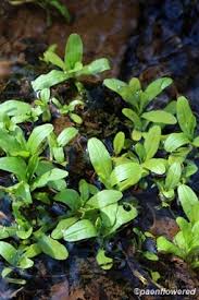 Attēlu rezultāti vaicājumam “Myosotis scorpioides bud”