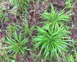 Attēlu rezultāti vaicājumam “Brachypodium sylvaticum leaf”
