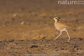 Image result for Cursorius cursor