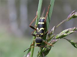 Attēlu rezultāti vaicājumam “Clytus arietis”