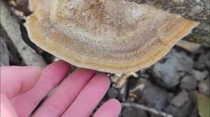 Attēlu rezultāti vaicājumam “Coriolopsis trogii”