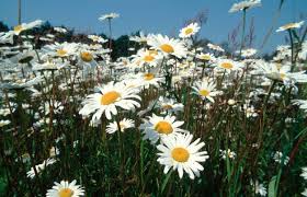Image result for Chrysanthemum leucanthemum