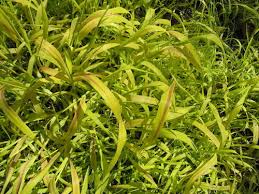 Attēlu rezultāti vaicājumam “Milium effusum flower”