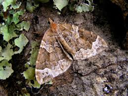 Attēlu rezultāti vaicājumam “Eulithis prunata”