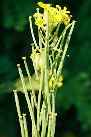 Attēlu rezultāti vaicājumam “Erysimum hieracifolium”