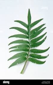 Attēlu rezultāti vaicājumam “Valeriana officinalis leaf”