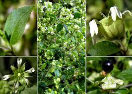 Attēlu rezultāti vaicājumam “Silene baccifera”