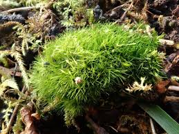 Attēlu rezultāti vaicājumam “Campylopus pyriformis”