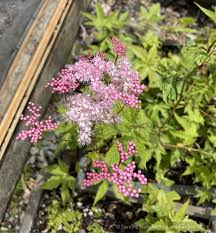 Attēlu rezultāti vaicājumam “Zygaena filipendulae exuvia”