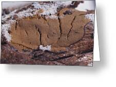 Attēlu rezultāti vaicājumam “Dictydiaethalium plumbeum”