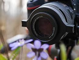 Attēlu rezultāti vaicājumam “Diderma roanense macro”