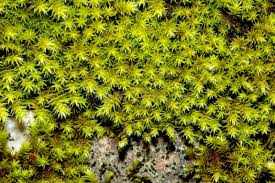 Attēlu rezultāti vaicājumam “Hedwigia ciliata sporophyte”