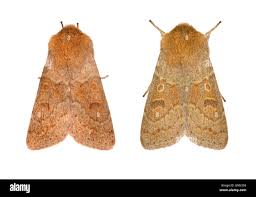 Attēlu rezultāti vaicājumam “Orthosia miniosa”