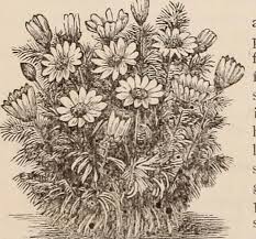 Image result for Adlumia cirrhosa