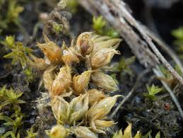 Attēlu rezultāti vaicājumam “Tortula lingulata”