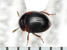 Attēlu rezultāti vaicājumam “Anisotoma humeralis”