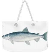 Image result for Coregonus artedi