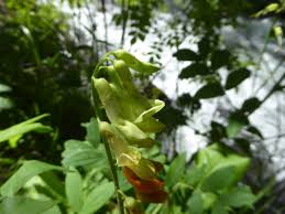 Attēlu rezultāti vaicājumam “Lathyrus laevigatus”