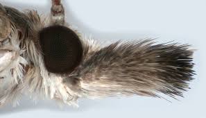 Attēlu rezultāti vaicājumam “Catoptria verellus”