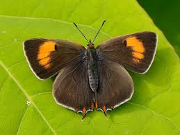 Attēlu rezultāti vaicājumam “Thecla betulae female”