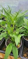 Image result for Echinacea Lustre hybrids